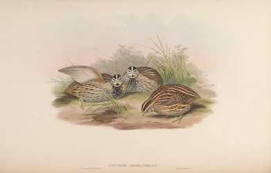 Coturnix coromandelica